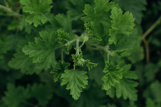 MIX: Pelargonija + Vībotne + Ilzīte